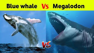 Blue Whale Vs Megalodon   Who Would Win [upl. by Autum]