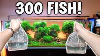 Adding 300 FISH To Ancient Gardens Planted Aquarium [upl. by Sahcnip]