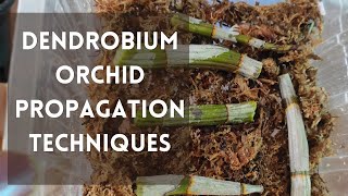 How to propagate dendrobium orchids orchids dendrobiumorchidcare [upl. by Ayian]