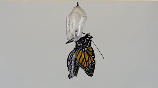 Monarch Metamorphosis time lapse [upl. by Ellerrad]