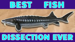 BEST Fish Dissection White Sturgeon Fish Anatomy Cartilaginous Fish Ichthyology Black Caviar [upl. by Odelia]