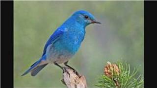 Bluebirds  Attracting Mountain Bluebirds [upl. by Melentha787]