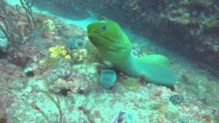 A Very Curious and Playful Green Moray Eel [upl. by Revlis]