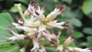 Flower Gardening Tips  How to Grow Japanese Spurge Pachysandra Terminalis Pachysandra Procumbens [upl. by Terraj]