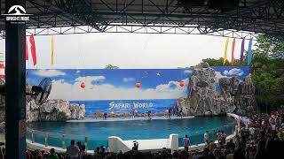 Thailand 🇹🇭 Dolphins 🐬 show Bangkok Safari World [upl. by Nytsirk]