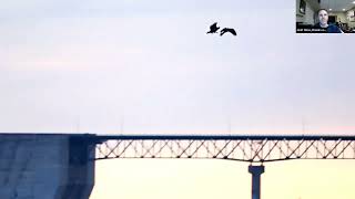 Hawks on the Wing seeing beyond the field marks with flight based identification MAR 2023 [upl. by Laing922]