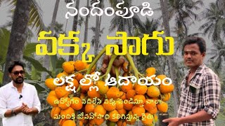 ll Areca Nut Farming ll Income in lakhs ll Nandampudi farmer ll harshasriram77 crop [upl. by Selokcin]