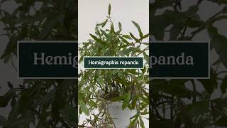 Care tips for Hemigraphis repanda the Dragon’s Tongue Plant 🐉👅🪴 shorts plants plantcare [upl. by Whiffen]