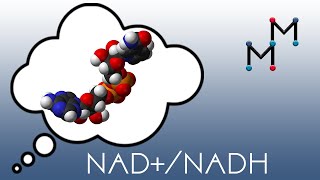 NADNADH Mechanism amp Coenzyme Chemistry [upl. by Dash]