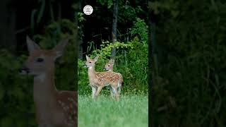 CUTE WHITETAILED DEER FAWNS AND DOE shorts [upl. by Isidore]