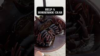 Help Save a Horseshoe Crab Bank Street Beach Harwich Port Cape Cod shorts [upl. by Bernardine]