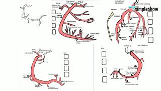 HEARTampTECHYCORONARY ANGIOGRAM VIEWSIntroduction to coronary angiogram [upl. by Je]