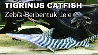 TIGRINUS CATFISH SI LELE UNIK BERKULIT ZEBRA [upl. by Yatnohs161]