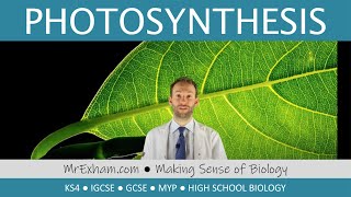 Photosynthesis  GCSE Biology 91 [upl. by Atirihs]