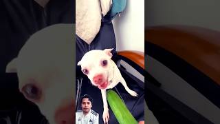 Kuchi kuchi with a cucumber🥒 dog chihuahua pitbull funny puppy [upl. by Candyce]