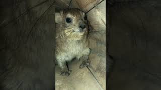 Hyrax screaming for his mother foryou ft ytshortd funny cute cuteanimals 1millionviews [upl. by Anelam]