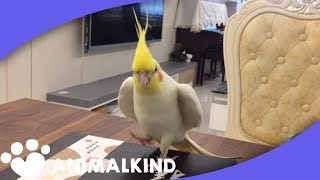 This cockatiel dances better than all of us [upl. by Nennarb]