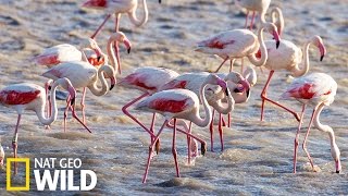 Flamants roses  Destination Wild [upl. by Uni381]