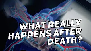 What Happens to the Body After Death  A StepbyStep Breakdown [upl. by Rairb]