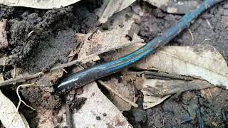 Catch earthworms in the ground  hunter catch earthworms insects AnimalsOMCl8f [upl. by Keegan]