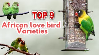 Top 9 african Love birds Beginners Guide for Lovebirds  Names and Identification of lovebirds [upl. by Kitty]