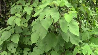 Broussonetia papyrifera Paper Mulberry in Florida [upl. by Waring]