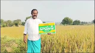 Caspian Seeds Nayak Paddy Seeds [upl. by Turne]