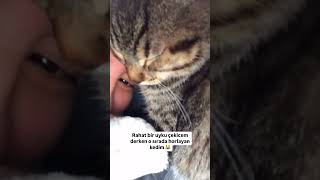 En tatlı horlama 😻 catlovers cat kedi cats catlover 🎥dumanikos [upl. by Rauch]