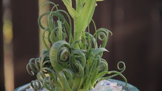 Blooming Albuca Spiralis “Fizzle Sizzle” [upl. by Erinn386]