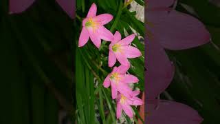 🌾☆⁴•¹ Rosy Rain Lily Zephyranthes rosea in Amaryllis Family Amaryllidaceae [upl. by Yenruoc609]