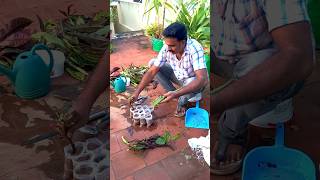 How to grow Crotons from stem cutting in roof garden 🪴🪴 [upl. by Eidnarb]