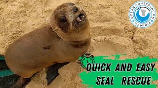 Quick And Easy Seal Rescue [upl. by Notsirk]