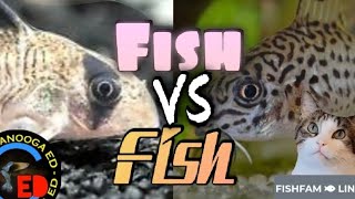 FISH VS FISH [upl. by Josey439]