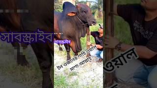 শাহীওয়াল ষাঁড় গরু শাহীওয়াল sahiwal sahiwalcow cow cowlover cowfarm cowfarmIndia short [upl. by Doak]