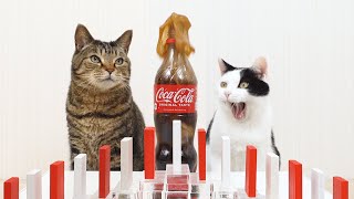 Cats and Mentos Cola amp Domino [upl. by Brinkema]