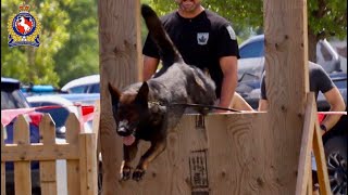 ChathamKent Police K9 Unit  Agility Test  2024 [upl. by Luanni900]