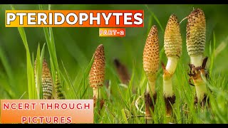 Plant kingdom 07 PTERIDOPHYTES Class11 CBSE NCERT NEET NCERT through pictures Part 2 [upl. by Valli]