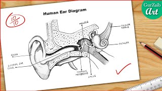 Ear Diagram drawing CBSE  easy way  Draw Human Ear anatomy  Step by step for beginners [upl. by Hachman]