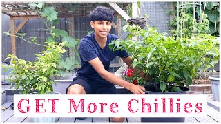 How To Increase The Growth Of Chilli Plants  Grow More Chillies [upl. by Sunshine]