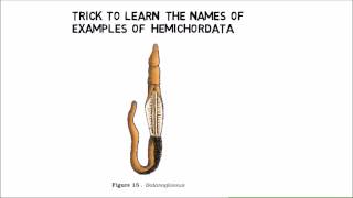 410 phylum Hemichordates trick example from NCERT [upl. by Neelhtak]