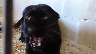 Angry Black Panther in a cage  Wild Animal video [upl. by Strong625]