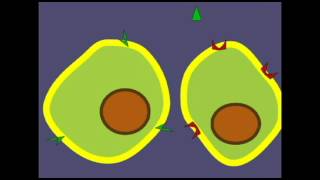 ENDOCRINE SYSTEM HORMONES AND TARGET CELLS [upl. by Swarts]