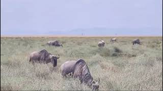 Wildebeest at Amboseli National Park EasyBudgetSafaris [upl. by Skees]