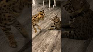 Serval Kitten Sounds cat servals shorts [upl. by Leahicm]