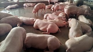 Video of pigs and daily laying [upl. by Flosi]