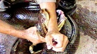 Anaconda Attack  SnakeBytesTV [upl. by Noe]