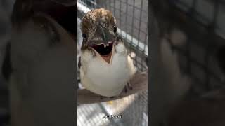 Most Scariest Bird Sound In The World🤯shorts viralvideo [upl. by Erda]