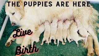 Golden Retriever Puppies birth [upl. by Trutko886]