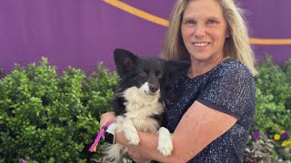 Westminster Kennel Club Show celebrates canine excellence [upl. by Gwyneth]