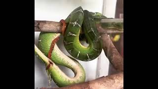 ReptileHunter Emerald tree boa giving birth [upl. by Gabriella]